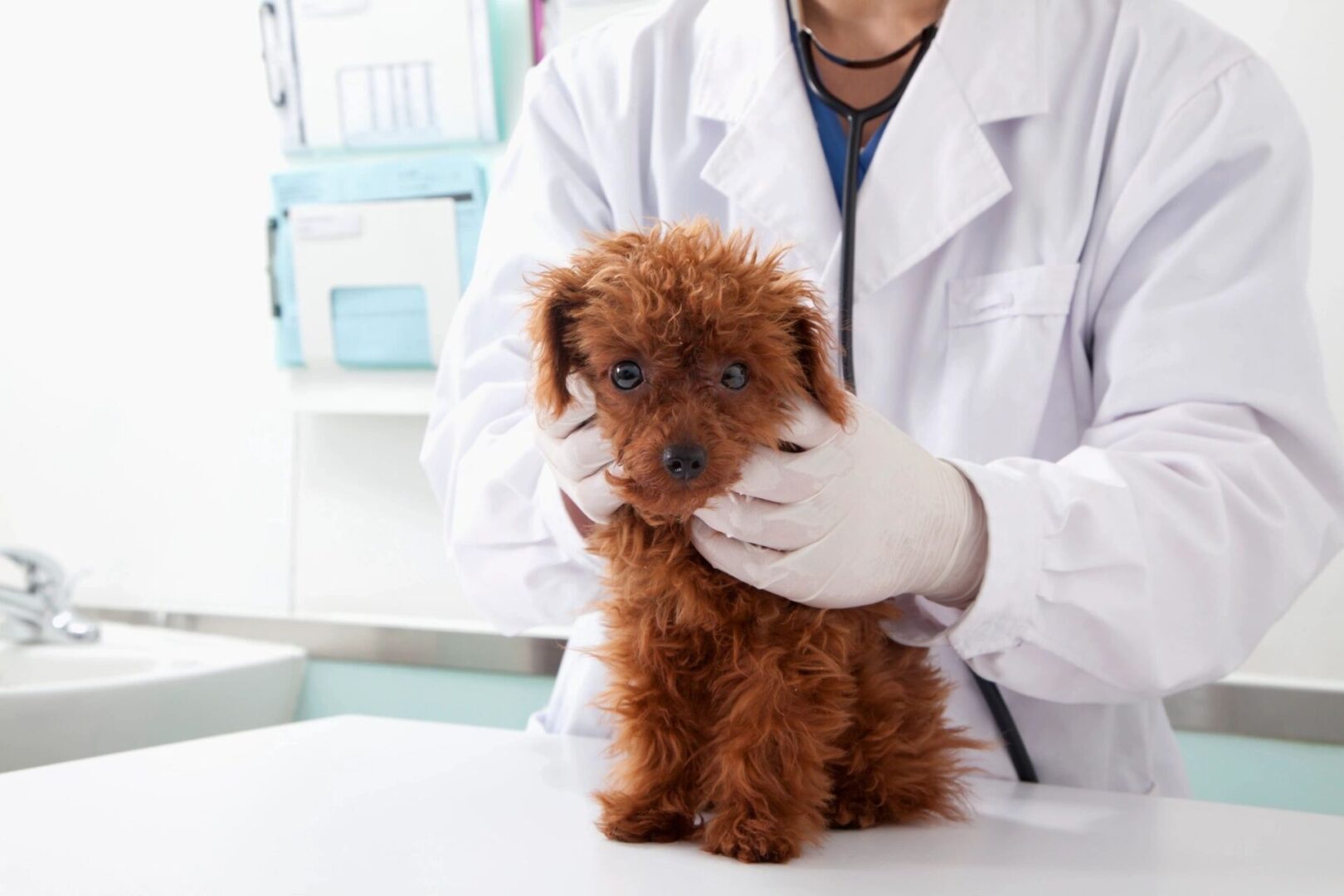 Mobile grooming service van providing professional pet care.
