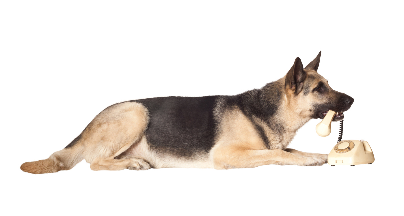 Alsatian dog holding phone handset in his mouth. Isolated over white.