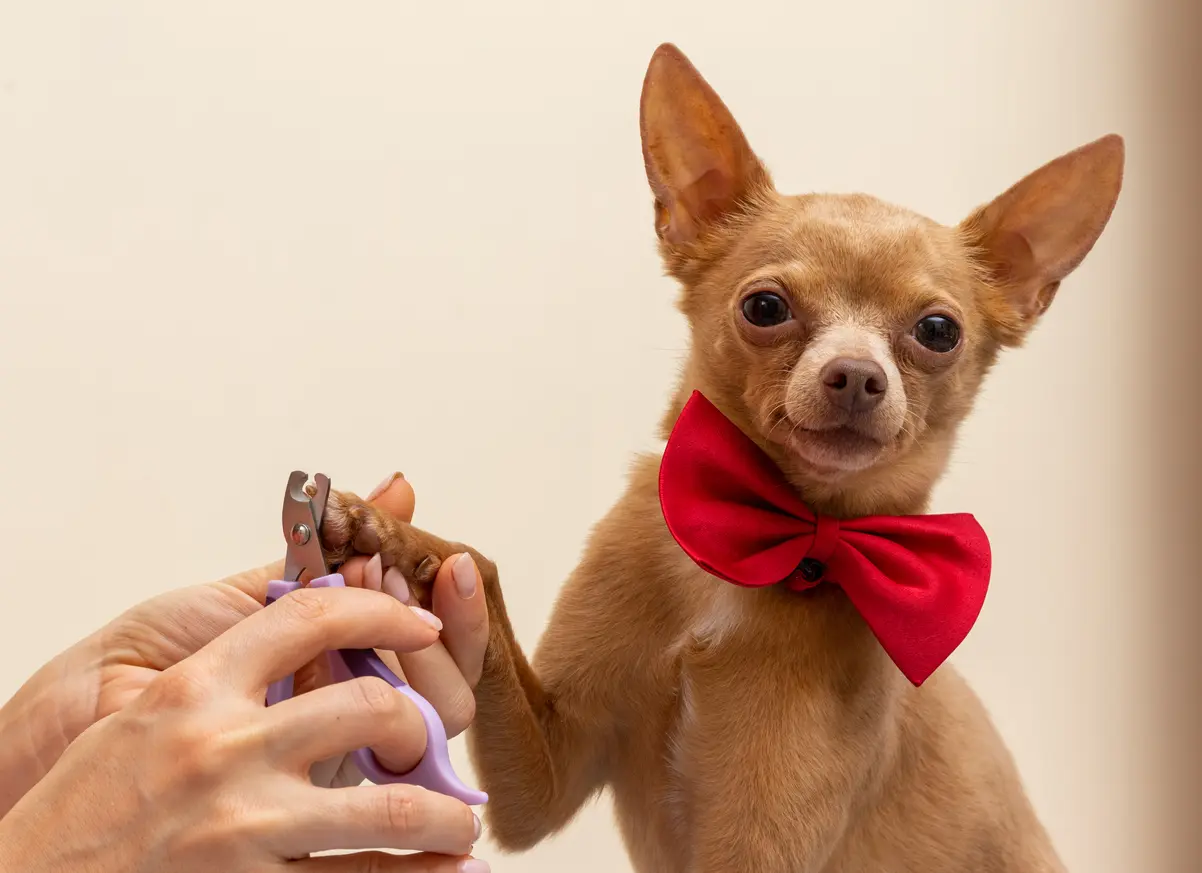 Pedigree Senior Dog Toy Terrier's Lifestyle