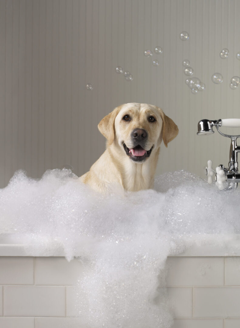 Labrador head above foam in bathtub