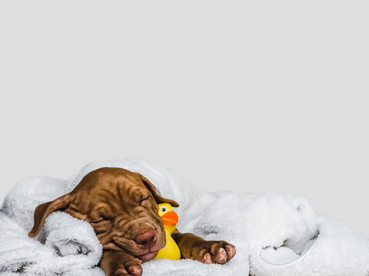 Sweet, charming puppy, wrapped in a towel and yellow, rubber duck. Close-up, isolated background. Studio photo, white color. Concept of care, education, obedience training, raising of pet